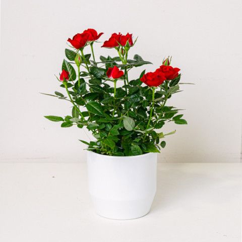 Product photo for Cupid's Charm: Red Roses Bush