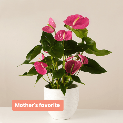 Product photo for Coeur de Maman : Anthurium Rosa