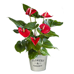 planta FloraQueen EN This year, enjoy a stress-free Christmas