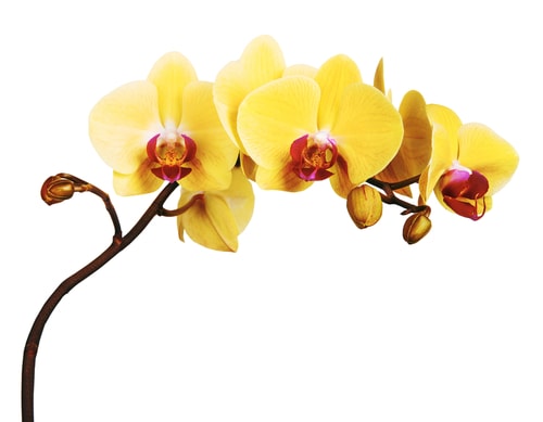 Yellow orchid white background