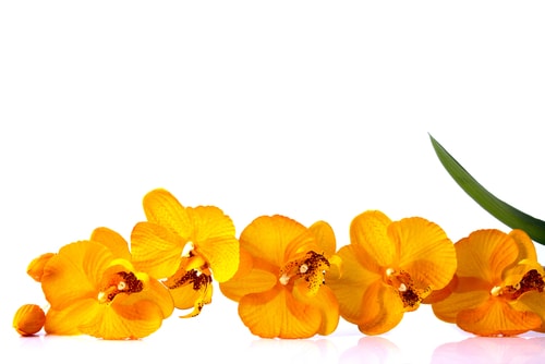 orange orchid white background