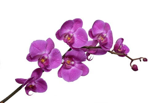 Purple orchid white background