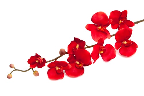 red orchid white background
