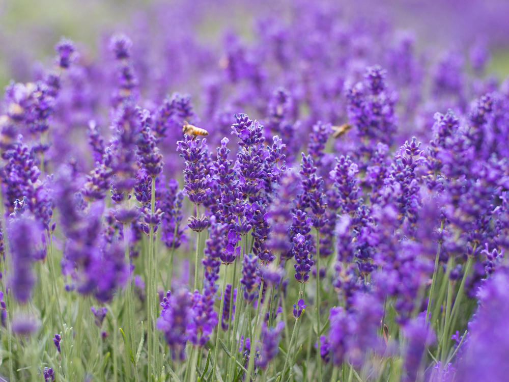 shutterstock 1458699572 FloraQueen EN The Violet Flower: Natures Delicacy