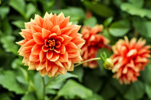 shutterstock 570865414 FloraQueen EN Annual Flowers to Brighten Up Your Garden