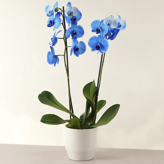 Exotic Blue Flora Queen