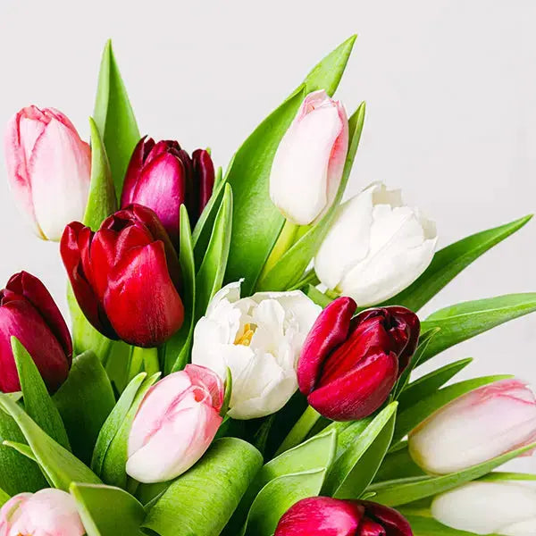 Women’s Resilience - Pink & White Tulips