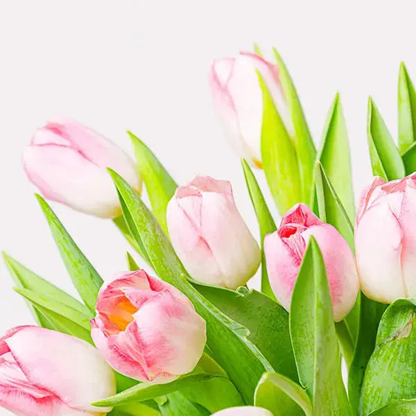 Blushing Pink Tulips