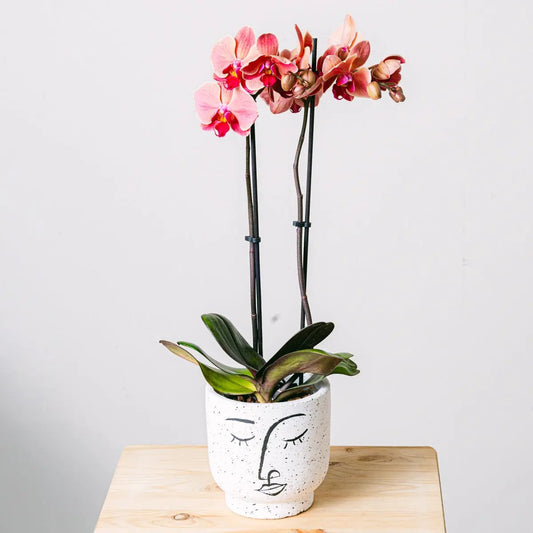 Reflection of Love Flora Queen