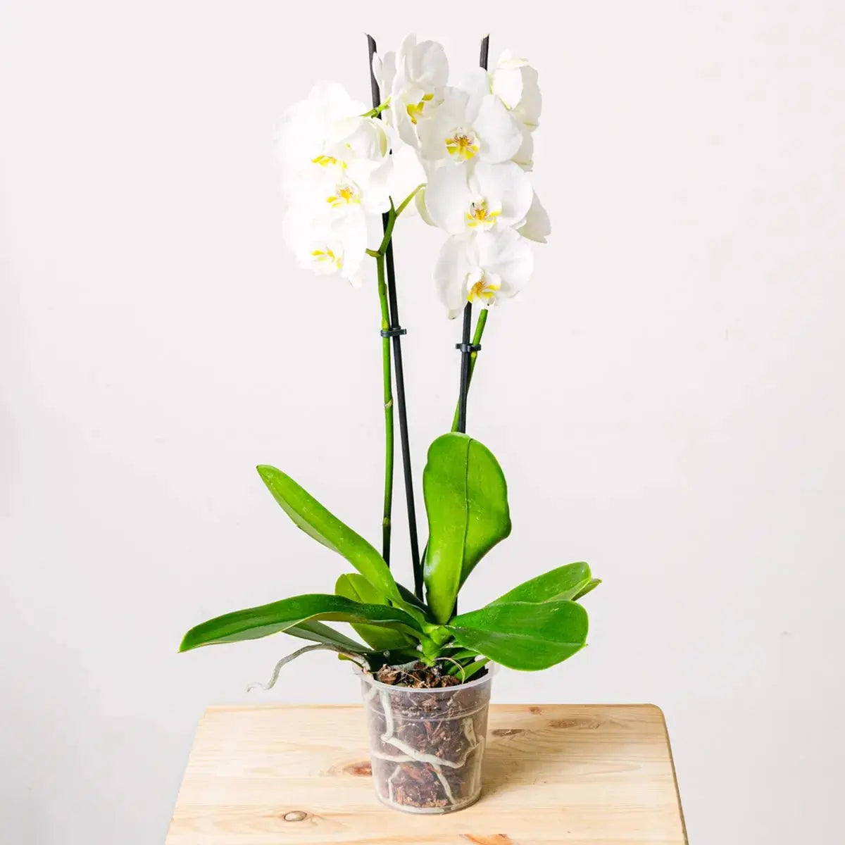 Snowflakes Dance - Orchid