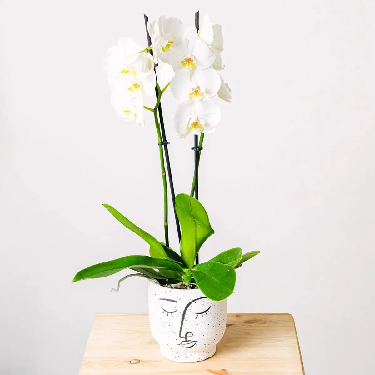 Snowflakes Dance - Orchid