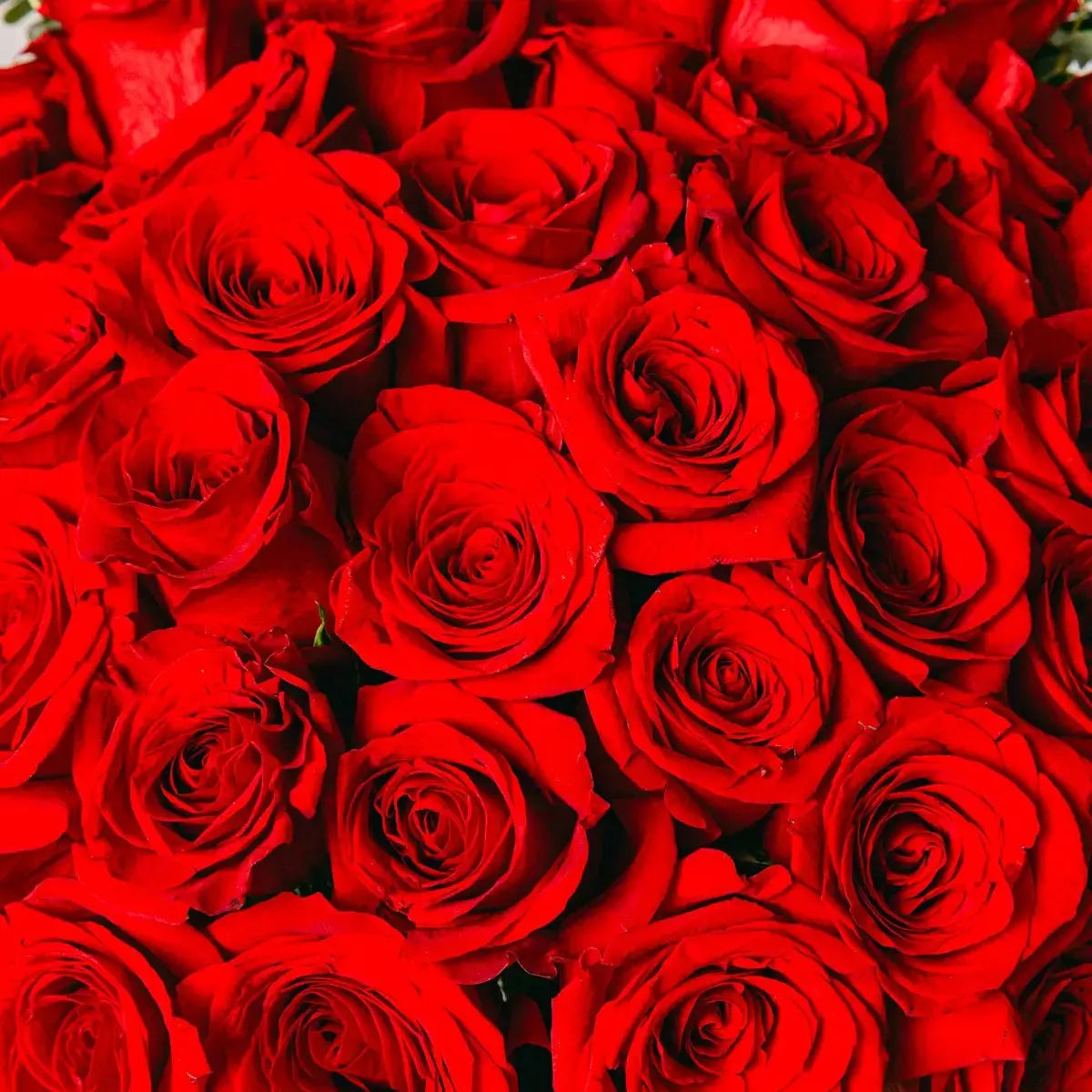 Premium Red Roses