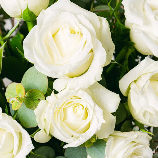 Peace of Mind Flora Queen