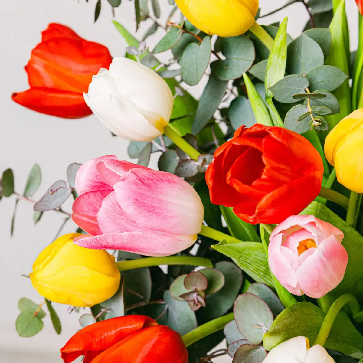 Women’s Brilliance - Rainbow Tulips