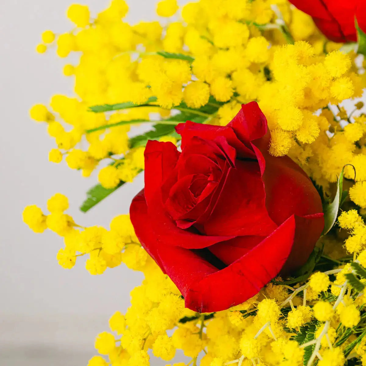 Red Roses & Mimosa