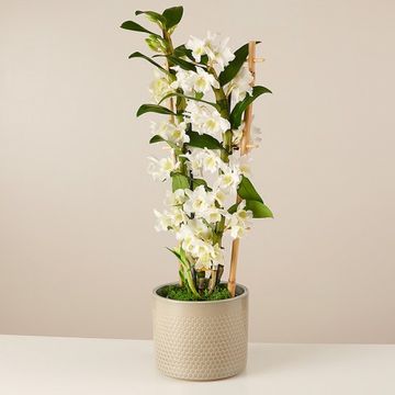 Product photo for Tropical Bells : Dendronium blanc