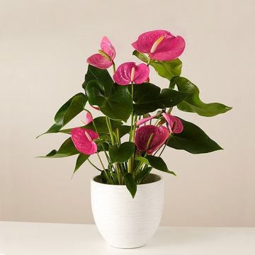 Product photo for Battements de cœur : Anthurium Rosa
