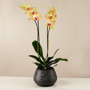 Product photo for Yellow Rising: Gelbe Orchidee