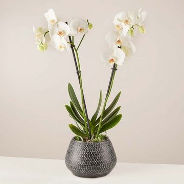 Product photo for Snowflakes Dance: White Orchid