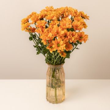 Product photo for Golden Retreat: Chrysantemums Laranja