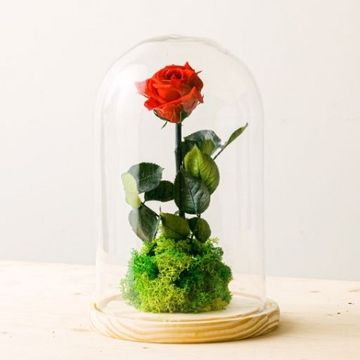 Product photo for Garden Rose: Premium Preserved Rose