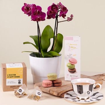 Product photo for Tee Orchidee: Mini Orchidee und Tee