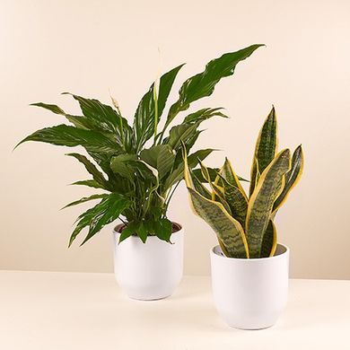 Oxygen Pump Duo: Peace Lily and Sansevieria
