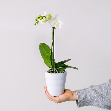 Pristine Petal: Biała Orchidea Mini
