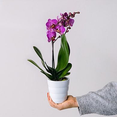 Petite Perfume: Mini orchidea różowa