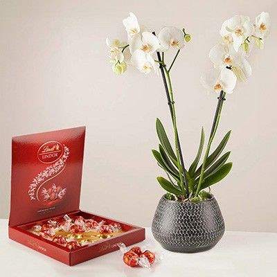 Danse des flocons : Orchidée blanche