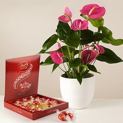 Battements de cœur : Anthurium Rosa