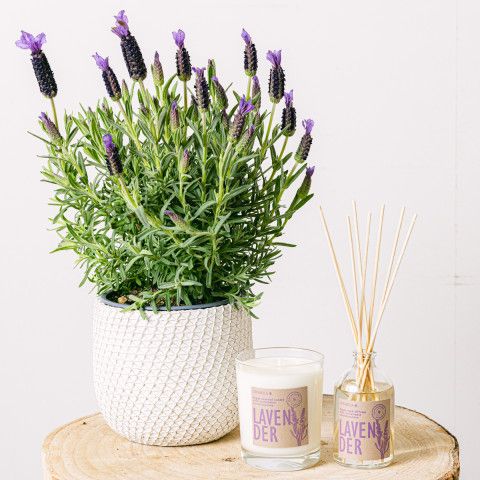 Mini Lavendeltraum: Kerze, Mikado und Lavendel