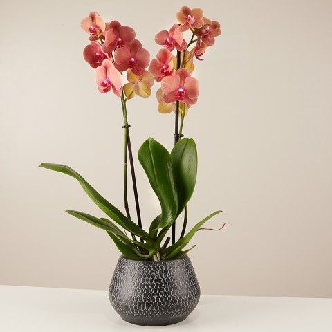 Product photo for Tiger Claw: Tiger Orchid