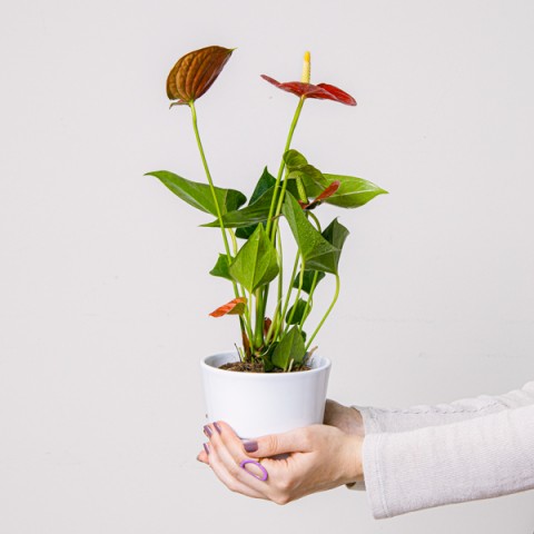 Image 0