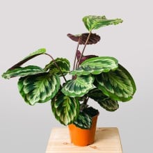 Image 0
