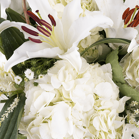 White Swan : Tiges Blanches highlight