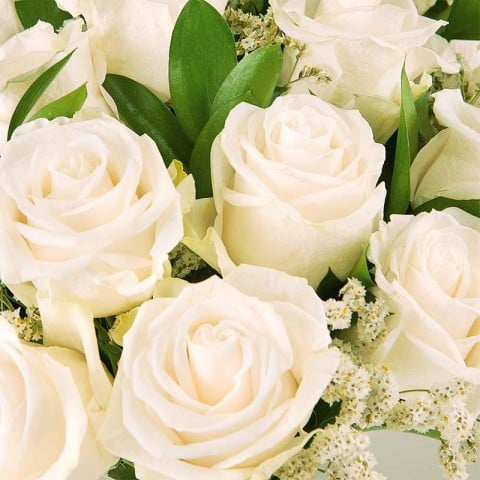 Roses's Elegance: Weiße Rosen highlight