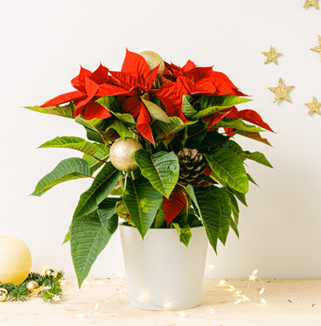 Merry Days: Available 05/11