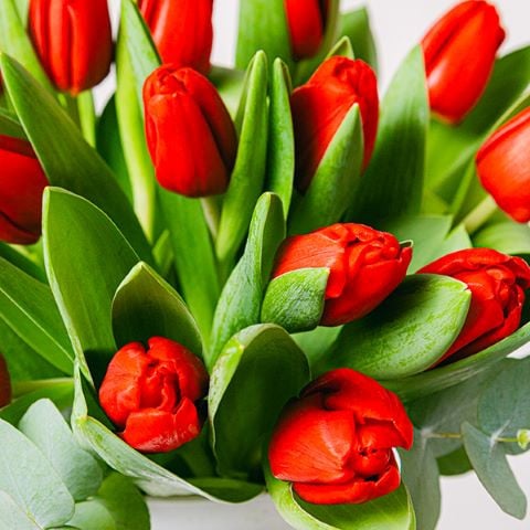 Scarlet Splendor: Rote Tulpen highlight
