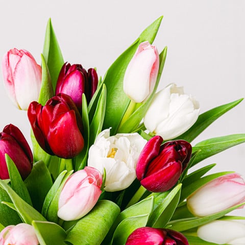 Unwind: White and Pink Tulips highlight