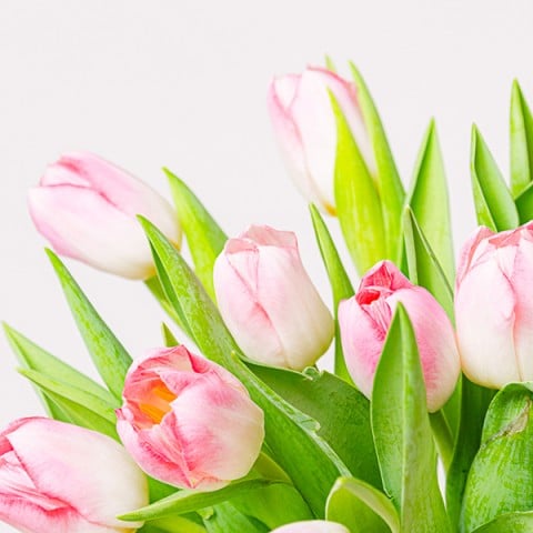 Spring Vibes: Pink Tulips highlight