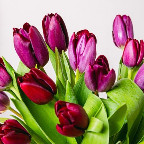 Blushing Love: Purple Tulips highlight
