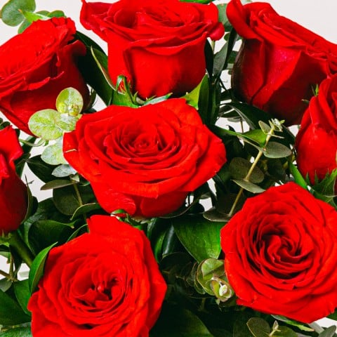 Leuchtende Blüten: Rote Rosen highlight