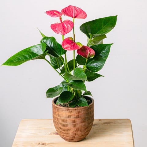 Heart Beats for mum: Pink Anthurium