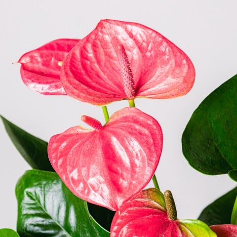 Heart Beats: Pink Anthurium highlight