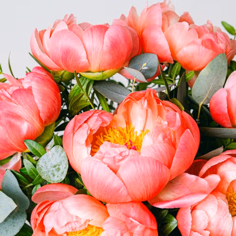 Bohemian Love: Pink Peonies highlight