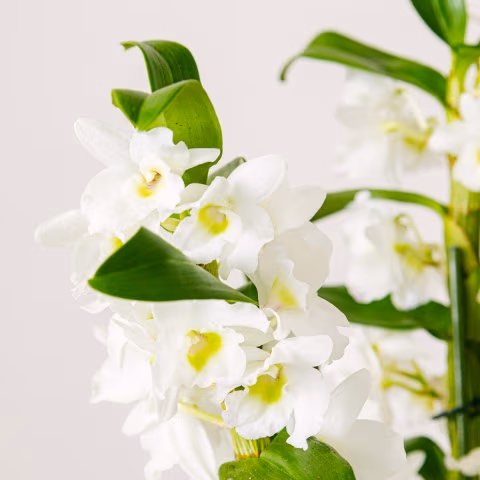 Tropical Bells: White Dendronium highlight