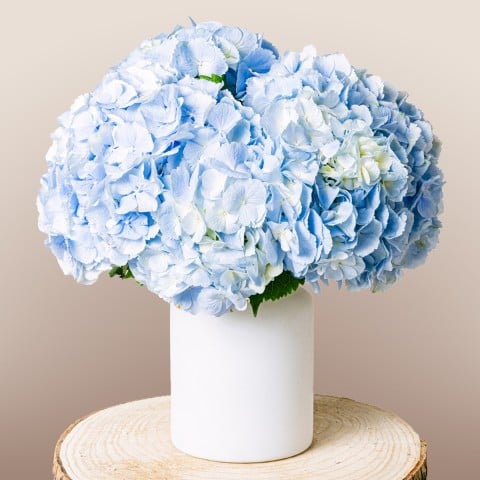 Product photo for Soulful Eyes: Marineblaue Hortensien