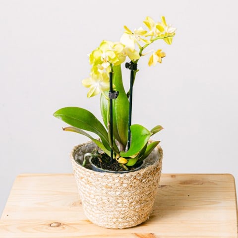 Yellow Rising: Gelbe Orchidee