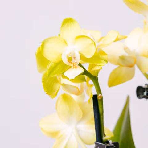 Yellow Rising: Yellow Orchid highlight